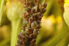 Metopeurum fuscoviride