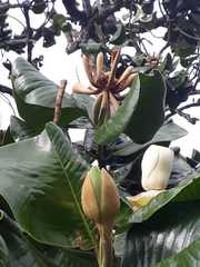 Magnolia yarumalensis