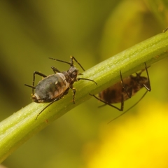 Metopeurum fuscoviride