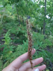 Veronicastrum sibiricum