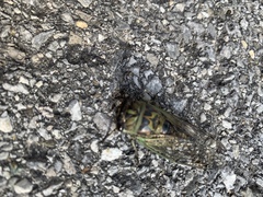 Neotibicen linnei