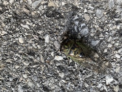 Neotibicen linnei
