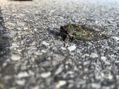 Neotibicen linnei