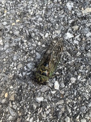 Neotibicen linnei
