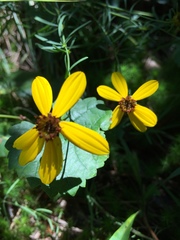 Coreopsis pulchra