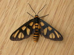 Amata trigonophora