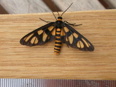 Amata trigonophora