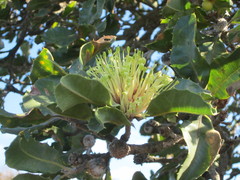 Banksia ilicifolia