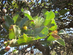 Banksia ilicifolia