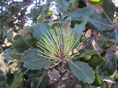 Banksia ilicifolia