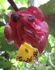 Drymonia coccinea