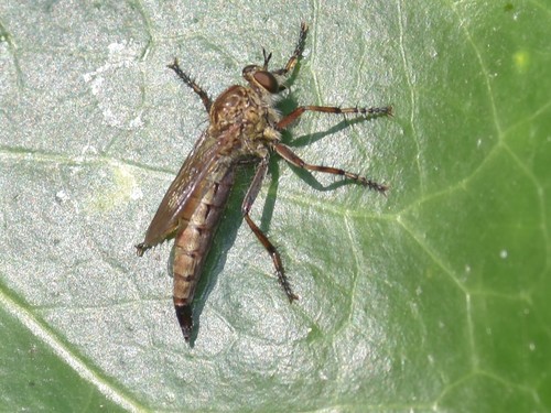 brown heath robberfly, Groesbeek, Nederland, photo 9 of 10