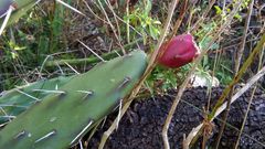 Opuntia anacantha