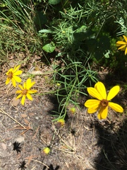 Coreopsis pulchra