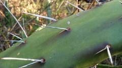 Opuntia anacantha