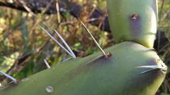 Opuntia anacantha