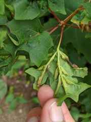 Dasineura communis