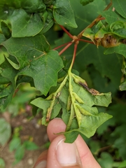 Dasineura communis