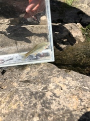 Alburnoides bipunctatus