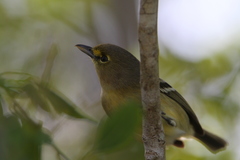 Vireo crassirostris