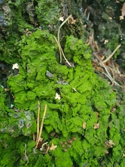 Desmococcus olivaceus