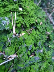 Desmococcus olivaceus