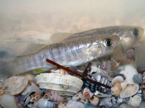 Fundulus saguanus