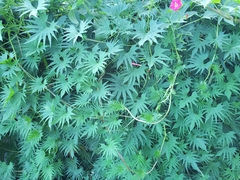 Ipomoea × multifida