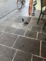 Columba livia domestica
