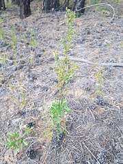 Artemisia desertorum