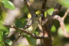 Vireo crassirostris