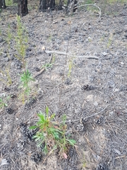 Artemisia desertorum