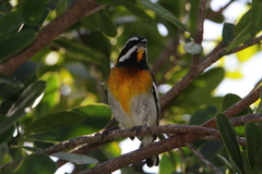 Spindalis zena townsendi