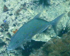 Caranginae