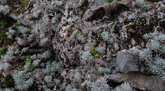 Crossostephium chinense