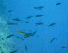 Caesio caerulaurea