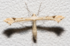 Platyptilia carduidactylus