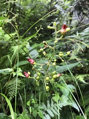 Scrophularia yoshimurae