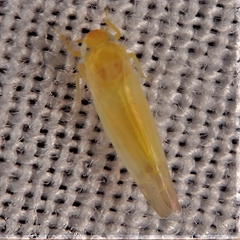 Typhlocybini