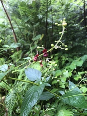 Scrophularia yoshimurae