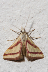 Microtheoris vibicalis