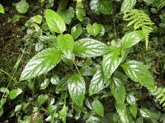Scrophularia yoshimurae