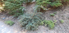 Rosa sicula