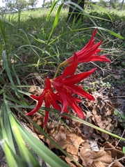 jeanetx, CC0, iNaturalist via GBIF Zephyranthes bifida, photograph jeanetx, CC0, iNaturalist via GBIF