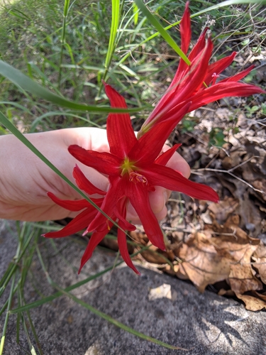 Zephyranthes bifida, photograph 3