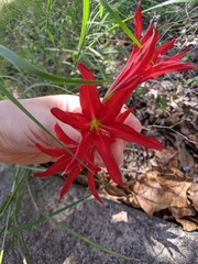 jeanetx, CC0, iNaturalist via GBIF Zephyranthes bifida, photograph jeanetx, CC0, iNaturalist via GBIF