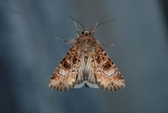 Heliothis punctifera