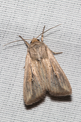 Leucania oaxacana