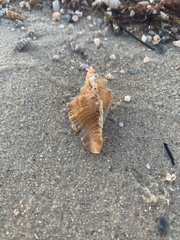 Pterochelus triformis