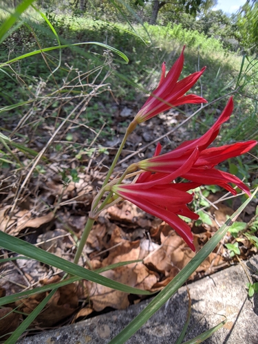 Zephyranthes bifida, photograph 4